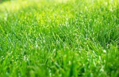Ensuring Proper Lawn Aeration!