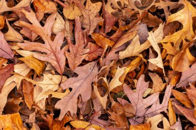 Autumn Leaf Removal in Honolulu, HI