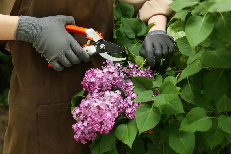 Butterfly Bush Pruning in Honolulu, HI