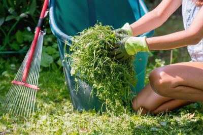 Fall Lawn Cleanup