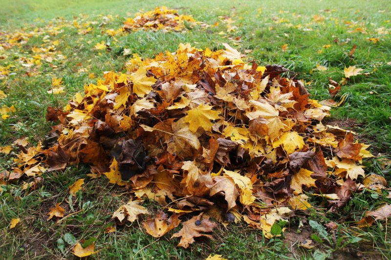 Fall Lawn Cleanup