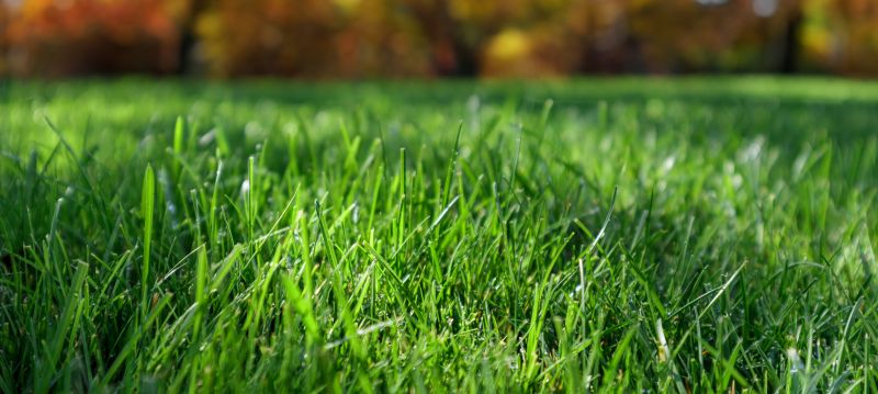Fall Lawn Cleanup