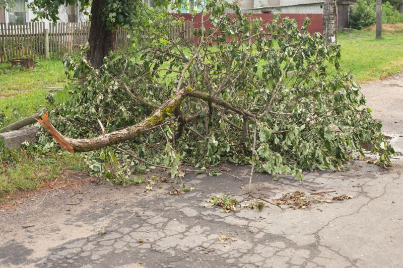 Fallen Branch Removal in Honolulu, HI