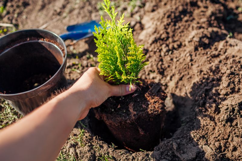 Fruit Tree Planting in Honolulu, HI
