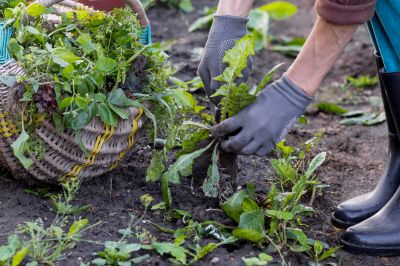 Garden Deweeding in Honolulu, HI