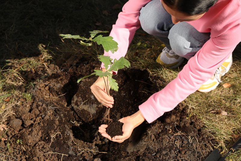 Oak Tree Planting in Ventura County, CA