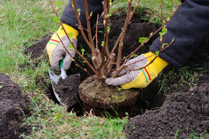 Rose Bush Planting in Honolulu, HI