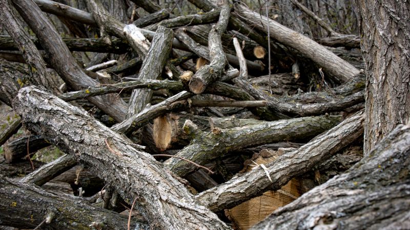 Tree Branch Disposal in Honolulu, HI